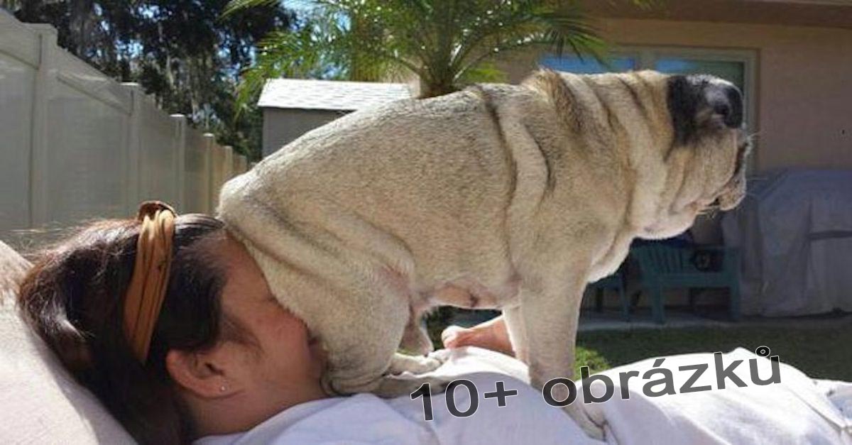 Proč vám psi strkají zadek do obličeje?