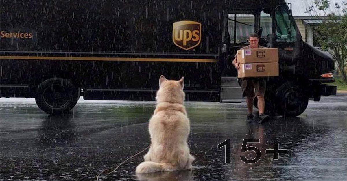 Ukázalo se, že tenhle kurýr poštovních zásilek má Facebook skupinu pro psy, které potká na cestách, a tohle i Vám zlepší den