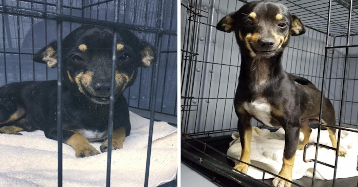 Tohohle policejního psa z útulku jsme si zamilovali pro jeho PSÍ ÚSMĚV