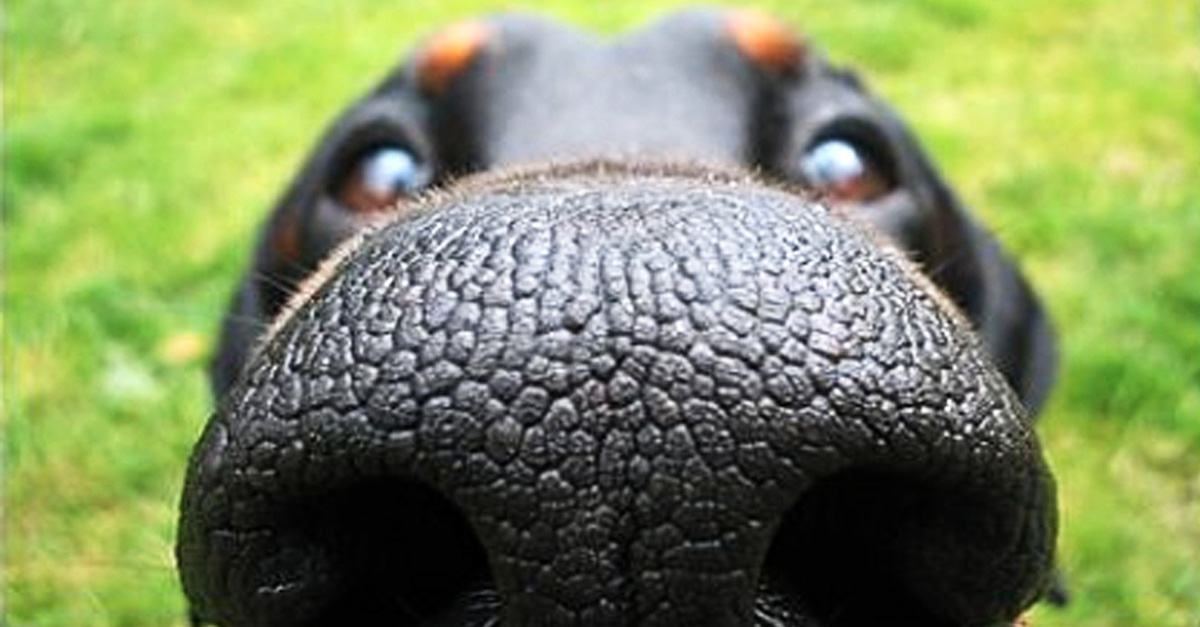 Co to znamená, když má pes suchý nos?