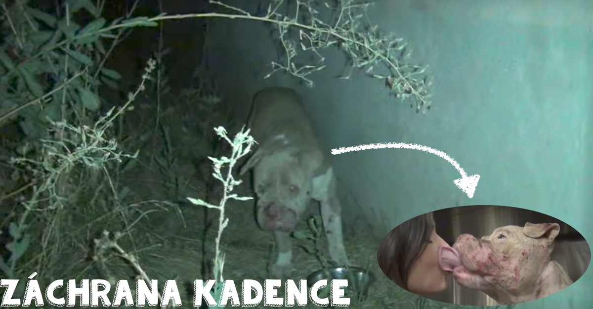 Záchrana Kadence: Fenka pitbula, která dokazuje smysl druhé šance