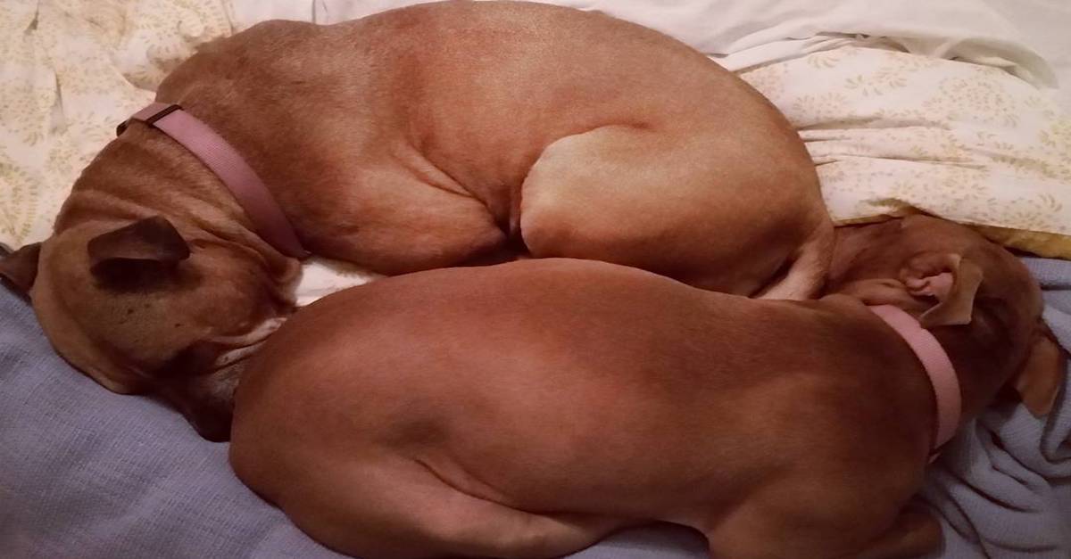 Proč pes miluje očichávání zadků?