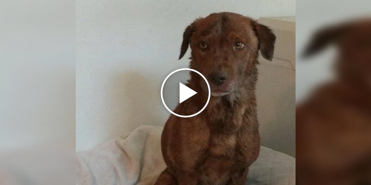 Horolezci objevili uvězněného psa ve štole