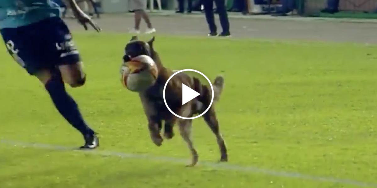 Policejního psa už nebavilo sledovat fotbal z pozice diváka…