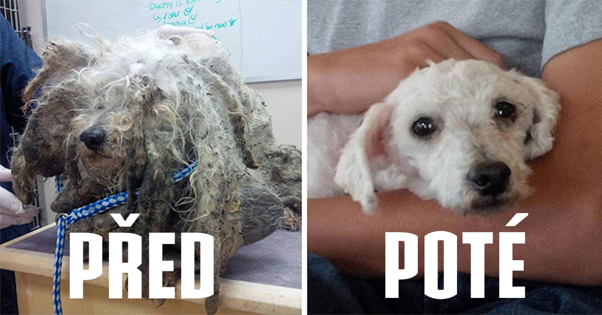 5+ PŘED a POTÉ: Proměny zachráněných psů