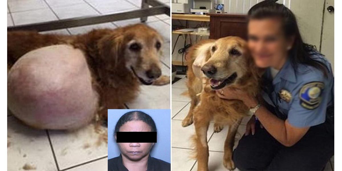 Žena, která zahodila psa s nádorem dostala zákaz vlastnit zvířata