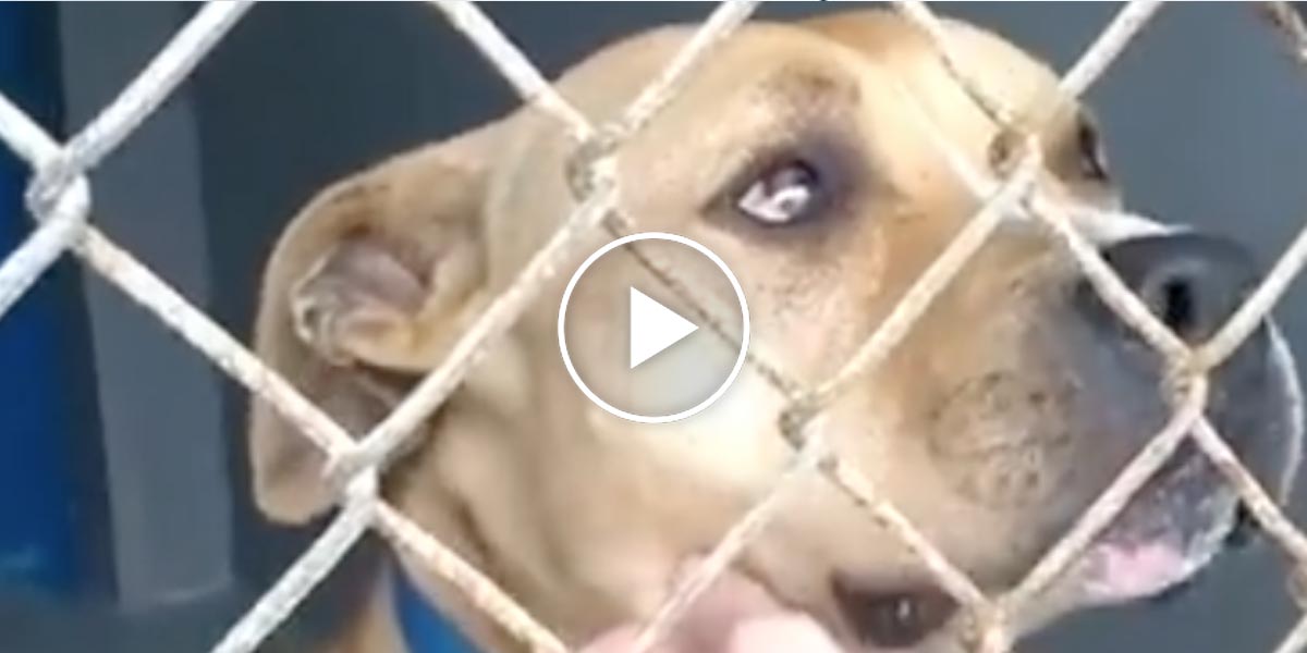 Vyřešeno! Nespravedlivě obviněný a uvězněný pes se po roce může vrátit zpět ke své rodině