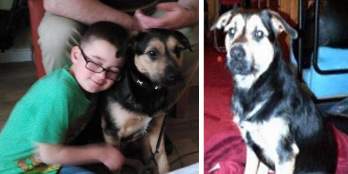 Neobvyklý únos, štěně už je zpět se svou rodinou!