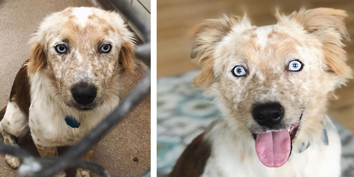 Žena adoptovala psa na své 25. narozeniny. Fotografie PŘED a POTÉ mluví za vše