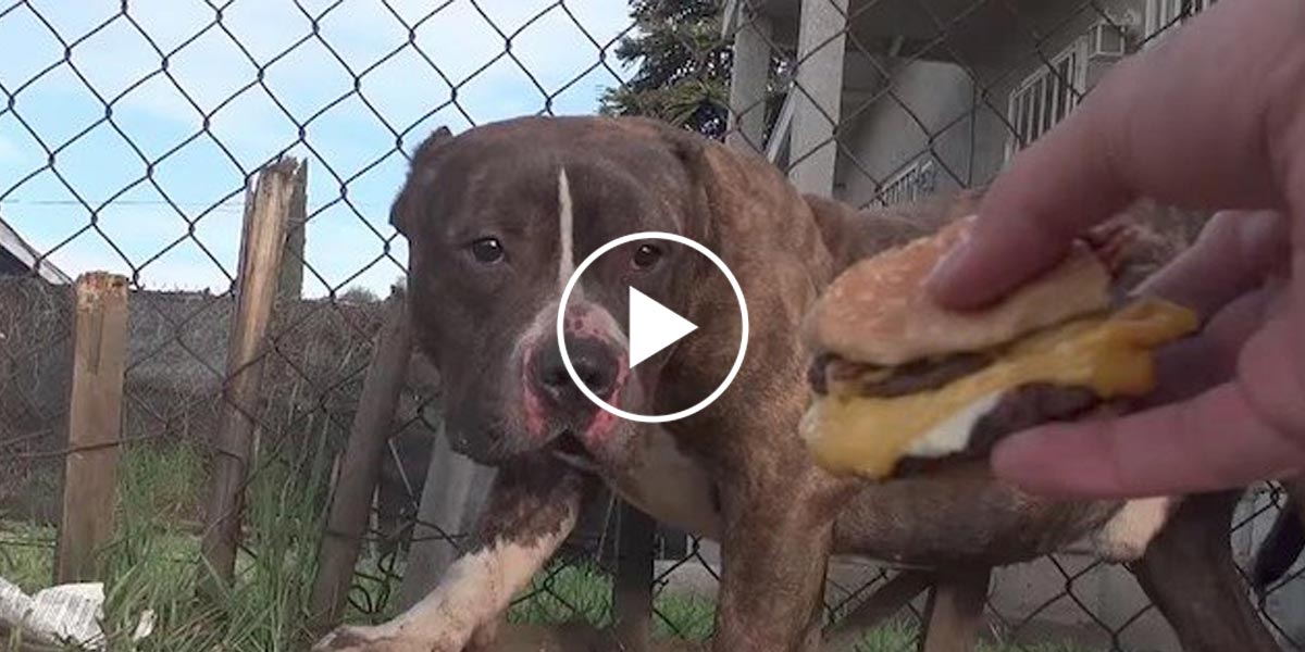 Záchrana pitbula, který jen hledal lásku a porozumění...