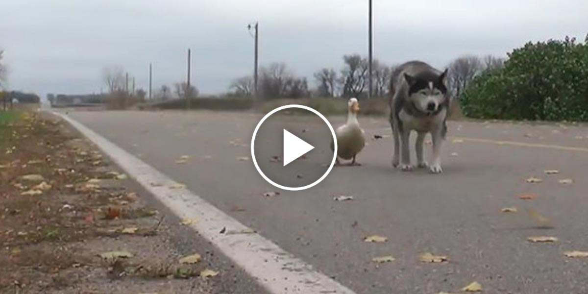Tohle neobvyklé přátelství huskyho a kachny nám zlepšilo den
