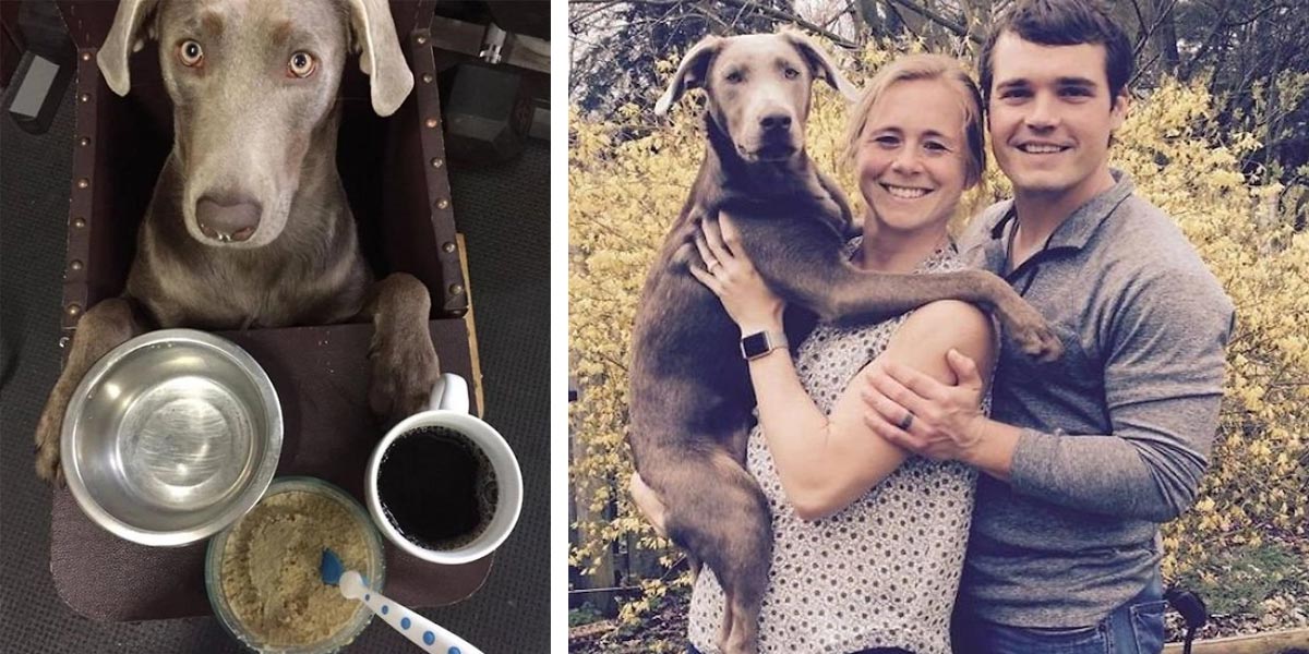 Rozkošný výmarský ohař musí jíst ze židle kvůli zdravotním komplikacím