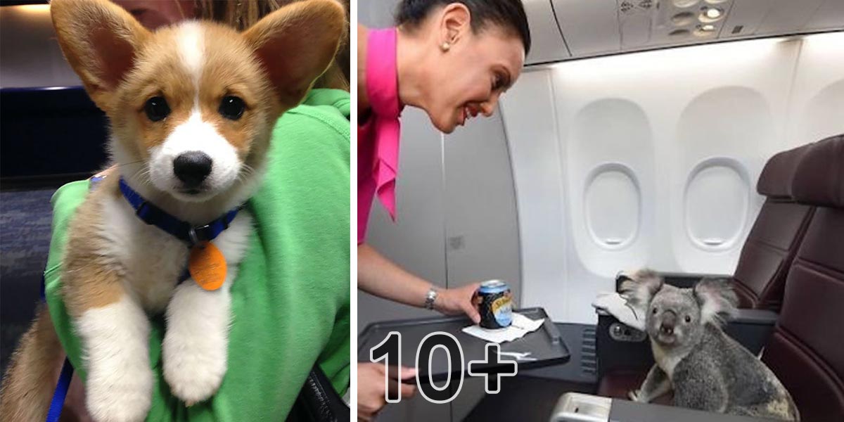 10+ pasažérů, kteří zlepší každý let
