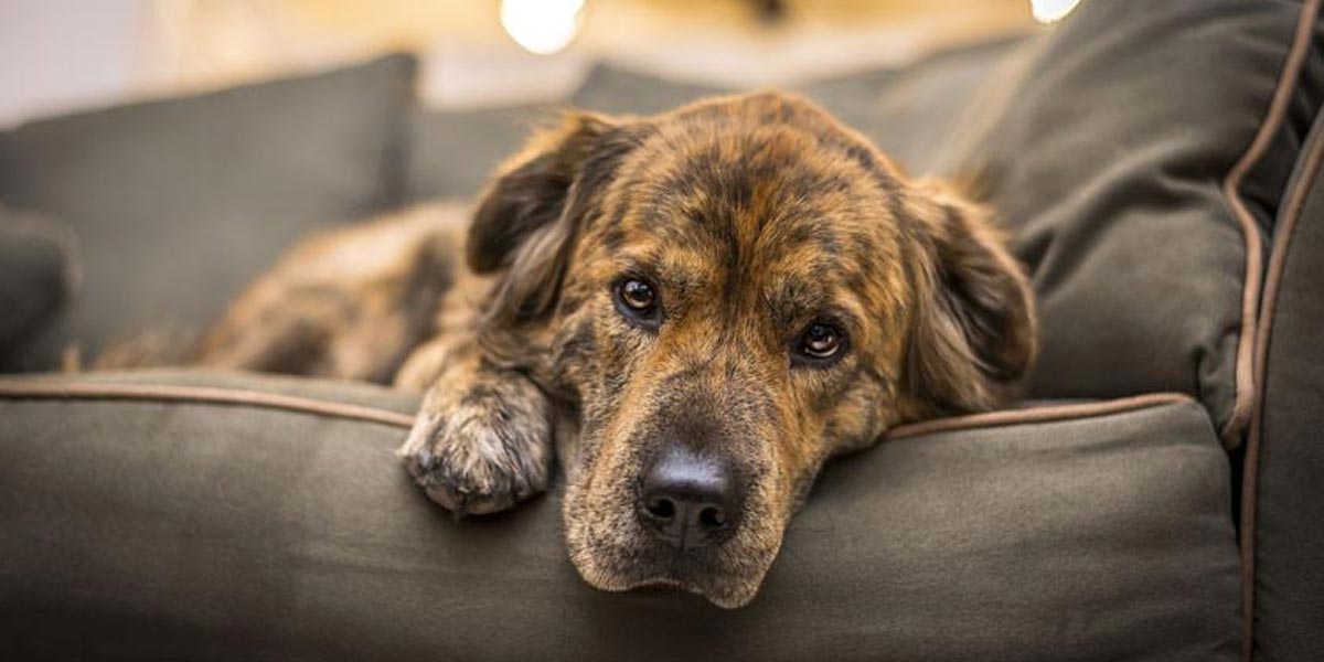 Tohle jsou důvody, proč adoptovat starého psa