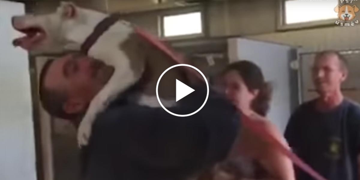 Nepopsatelné shledání majitelů se psy, kteří čekali opravdu dlouhou dobu