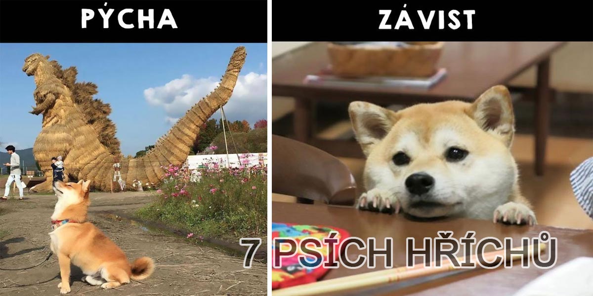 Je Váš pes pašák? 7 příznaků hříšného psa