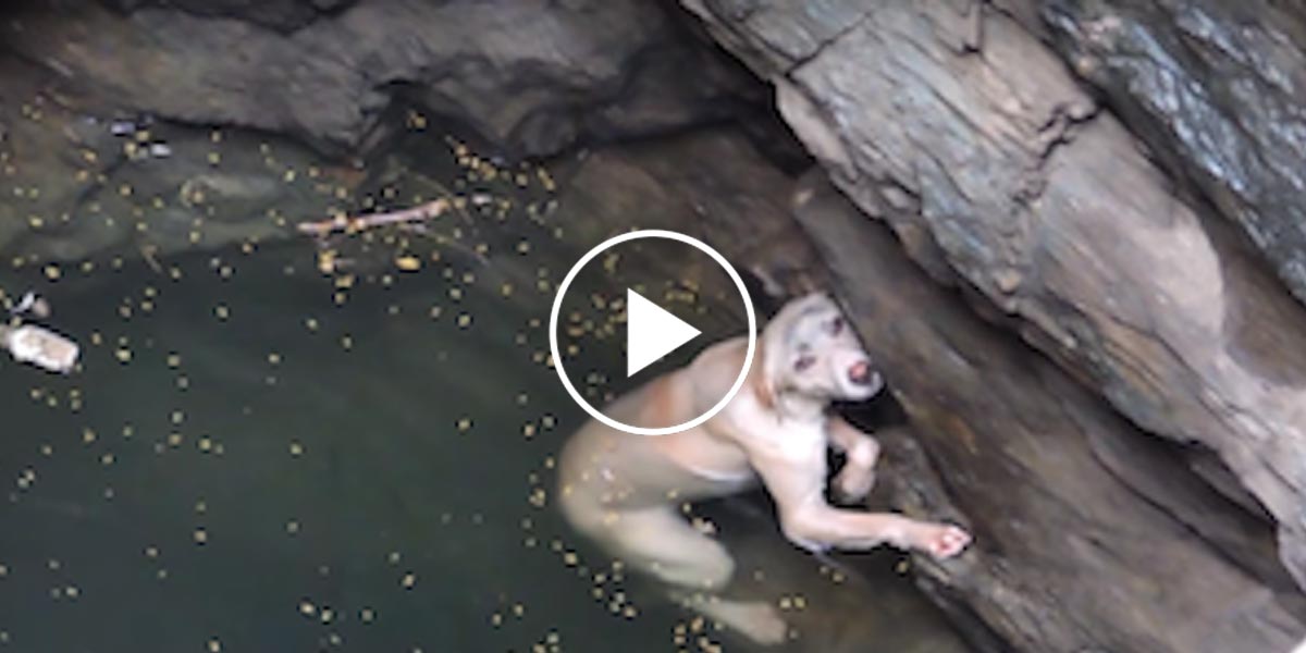 Záchranná akce topícího se labradora v Indii (VIDEO)