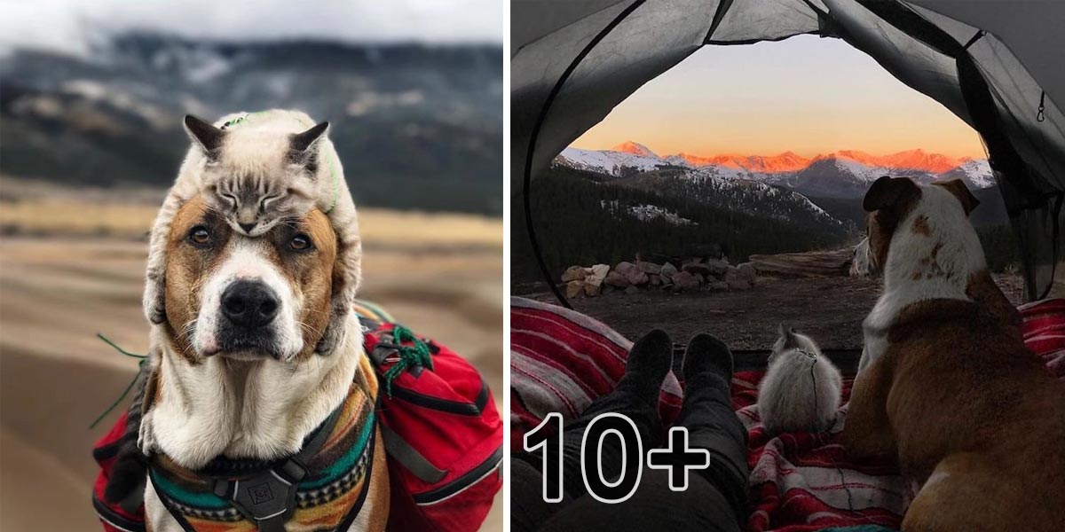 Kočka a pes, kteří společně cestují 3 roky, jejich fotografie mluví za vše