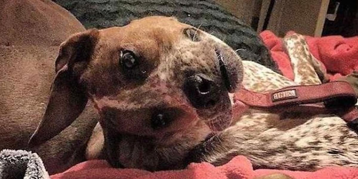 Lidé si lámou hlavu, co je na téhle fotografii psa špatně