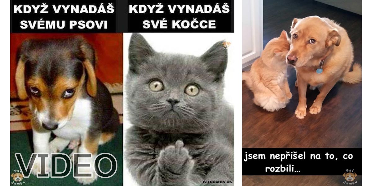 Novodobé soužití psů a koček (5+ obrázků)