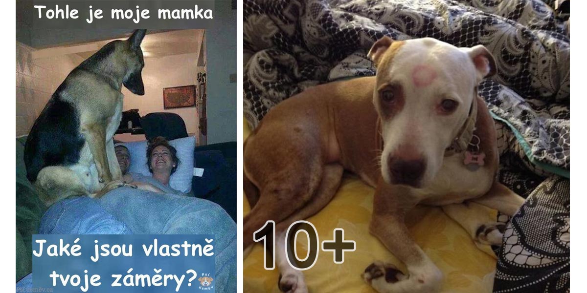 10+ nestydatých psů, kteří si přivlastnili partnera svého majitele
