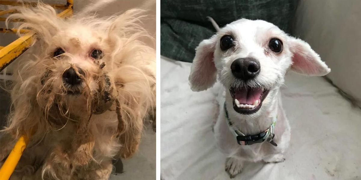 Pes z ulice po svém vysvobození už nikdy neskryl svůj úsměv