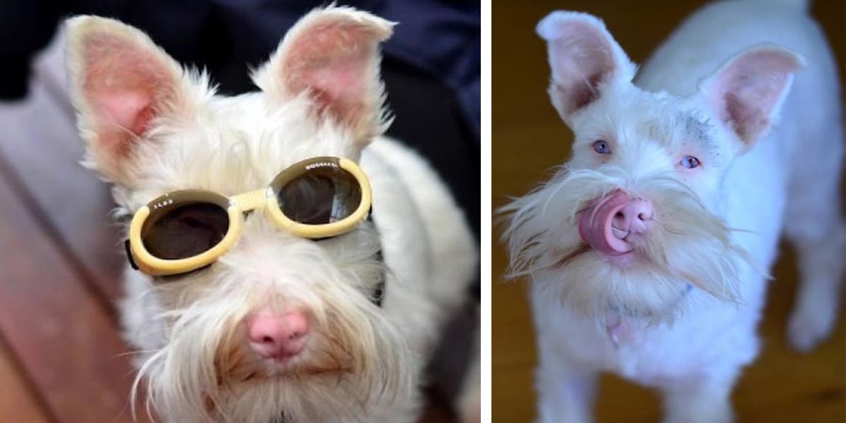 Štěně albína nosí sluneční brýle, aby přežilo