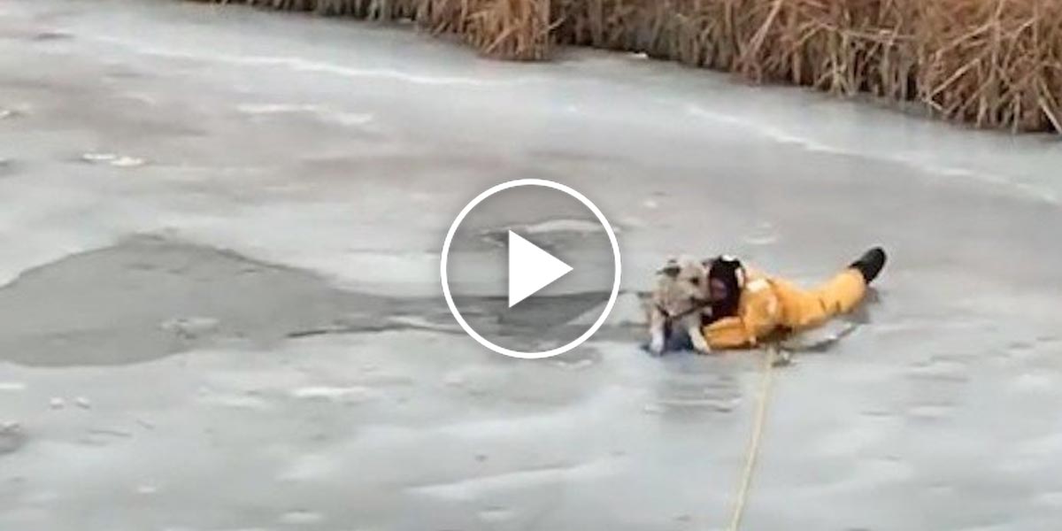 Rodinný výlet a chvilka nepozornosti: Psa z ledu vytahovali 3 hasiči