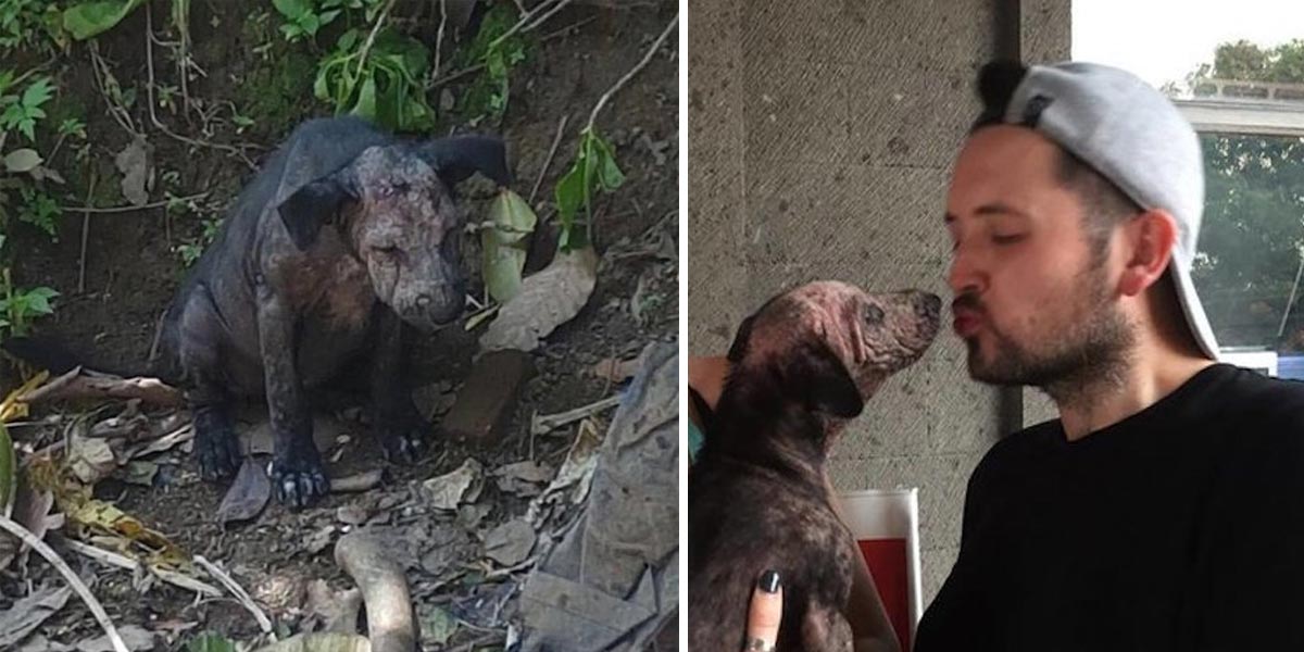 Turisté našli nemocné, vyděšené štěně a přesně věděli, co mají dělat