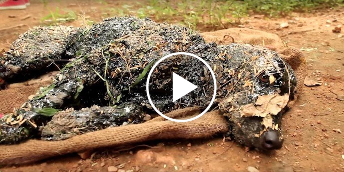 Úžasná záchrana psa, který spadl do horkého asfaltu