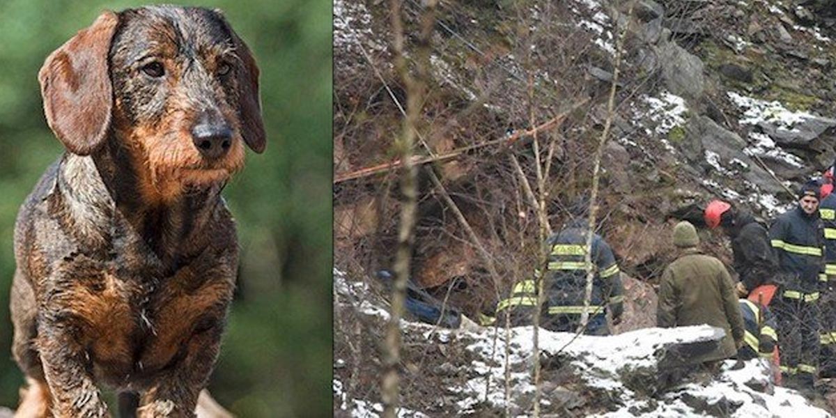 Jezevčíka Mildu hasiči nevysvobodili, po 8 dnech pomohla hárající fenka!