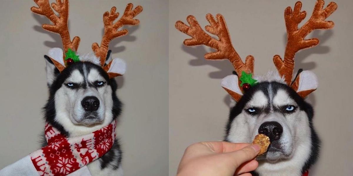Lidé chtěli udělat vánoční přání se svým huskym, výsledek je famózní