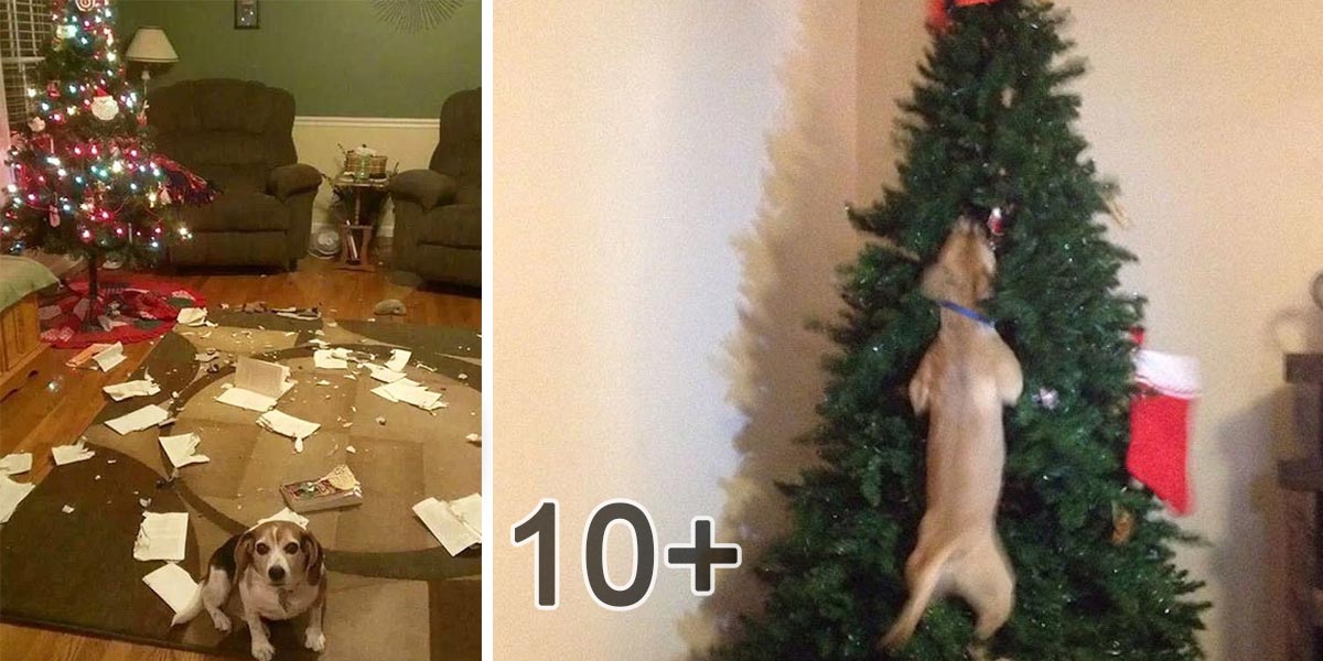 10+ psů, kteří zničili Vánoce