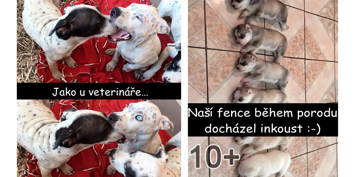 10+ chlupáčů, kteří každého rozesmějí