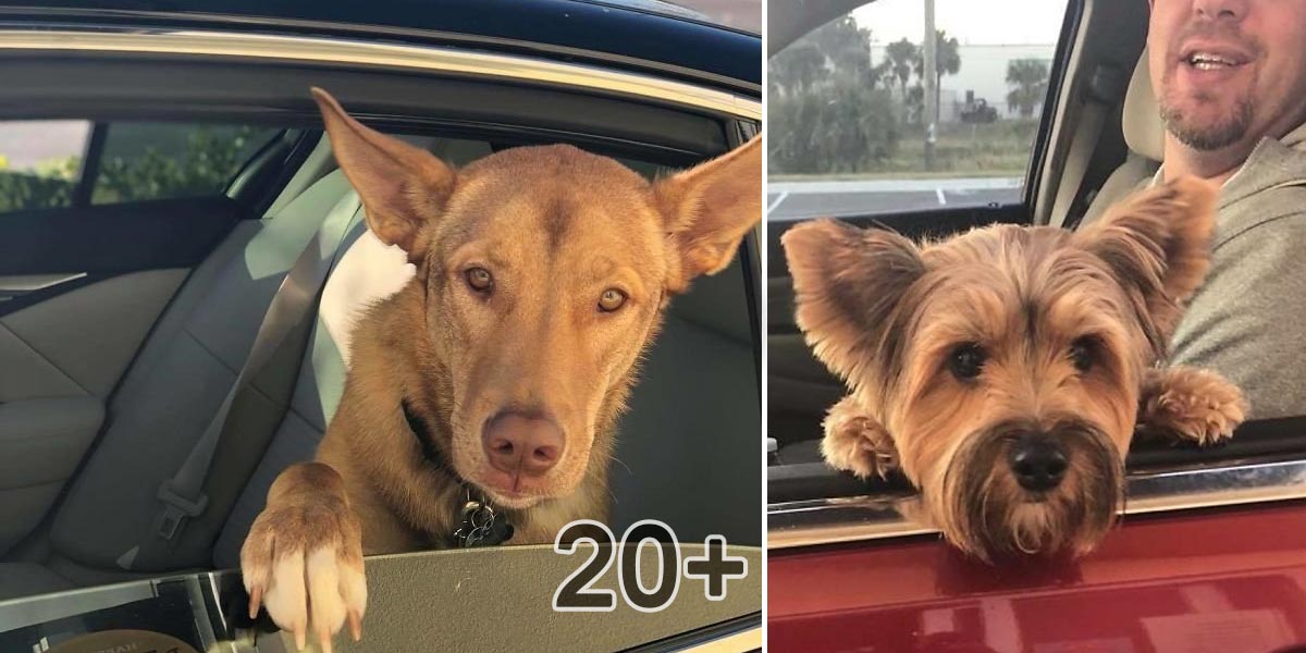 Zaměstnankyně rychlého občerstvení fotí psí mazlíčky projíždějící kolem drive-thru okénka, jejich výrazy mluví za vše