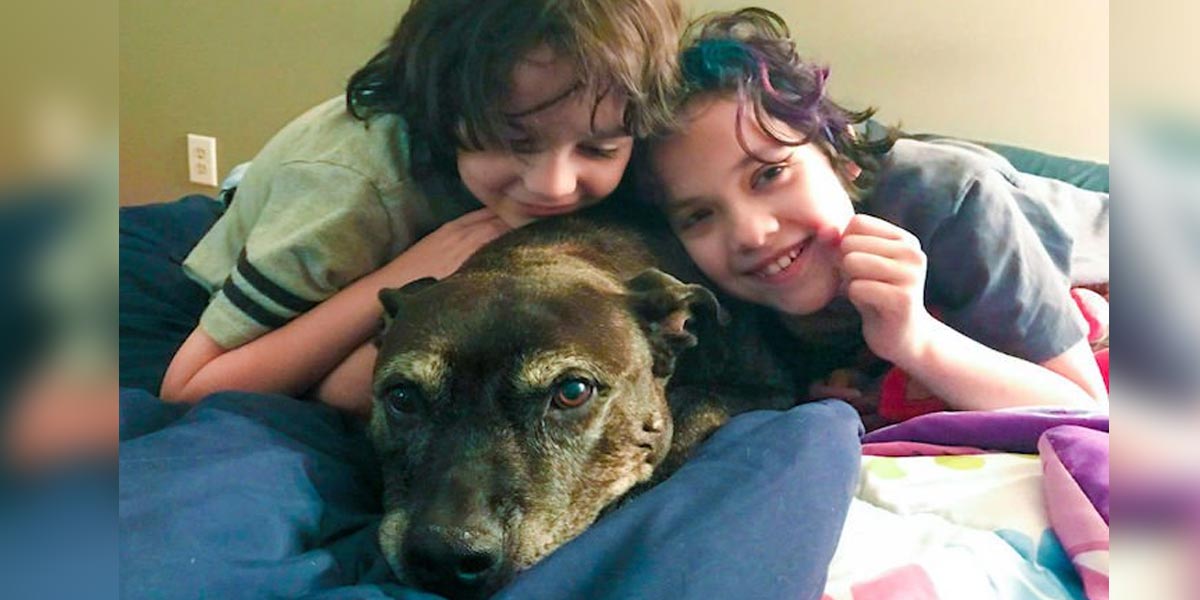 Starší pes s poslední fází rakoviny vyhrál 750 tisíc Kč pro své zachránce