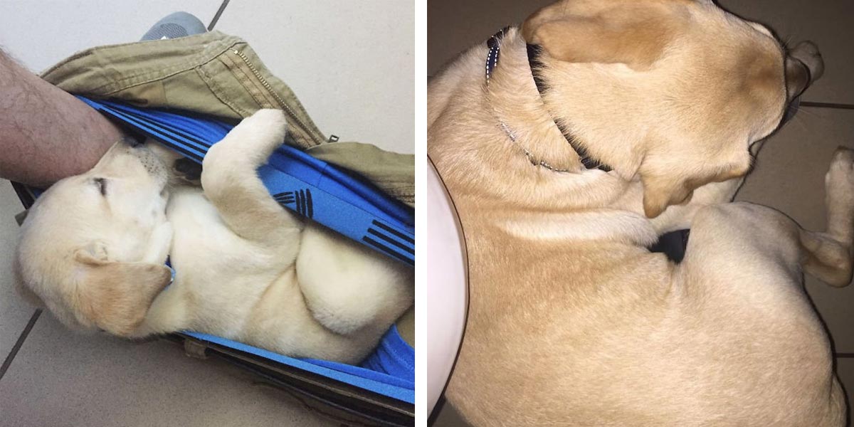 Lidé se nemohou přestat smát nad průběhem růstu tohoto labradora