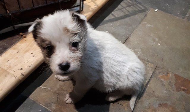 Přinesla domů 5 štěňat, naštěstí tomu pátému pomohl vánoční zázrak