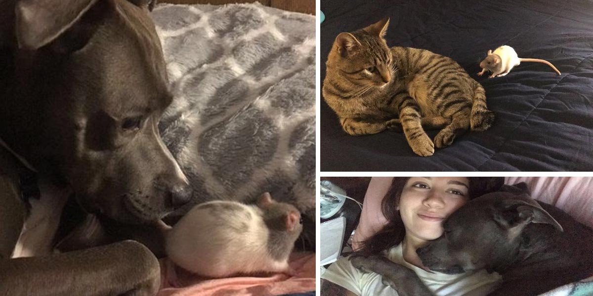 Jakmile se pes, kočky a krysy potkali, stali se z nich nejlepší přátelé