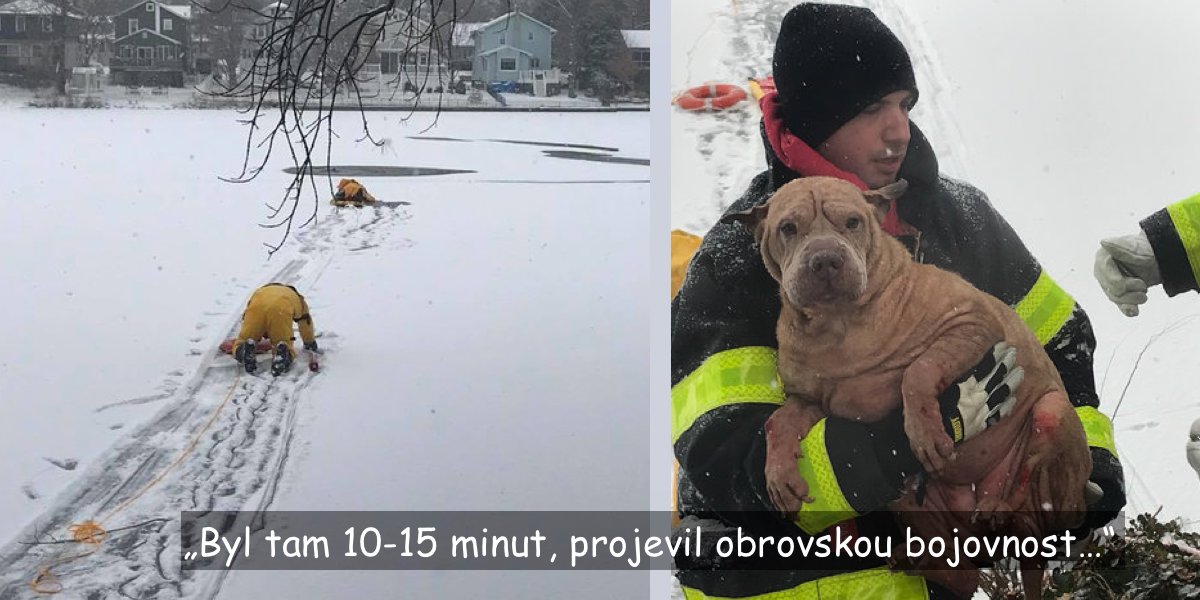 Pod fenkou shar-pei se probořil led, hasiči zasáhli právě včas