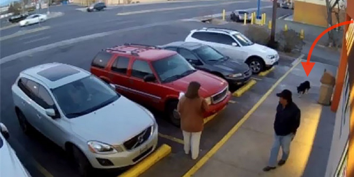 Muž odložil svého psa u rychlého občerstvení, po chvíli už zbyl jen pes se vzkazem na obojku, ale stovky lidí chtějí pomoc