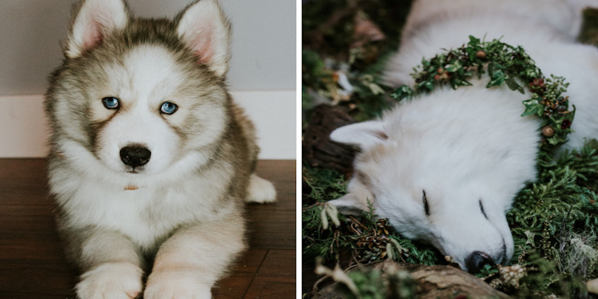 Můj dopis do nebe pro milované štěně