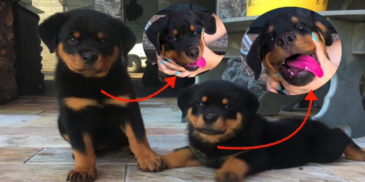 Roztomilá štěňata se dopustila zločinu, prozradily je rudé jazyky