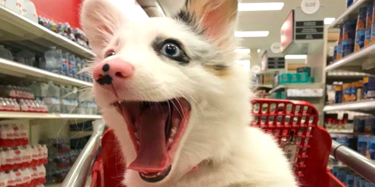 Štěně poprvé v obchodě, zažívalo nejlepší den svého života