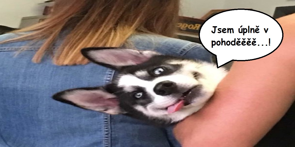 10+ psů a koček po návštěvě veterináře, jejich výrazy mluví za vše...