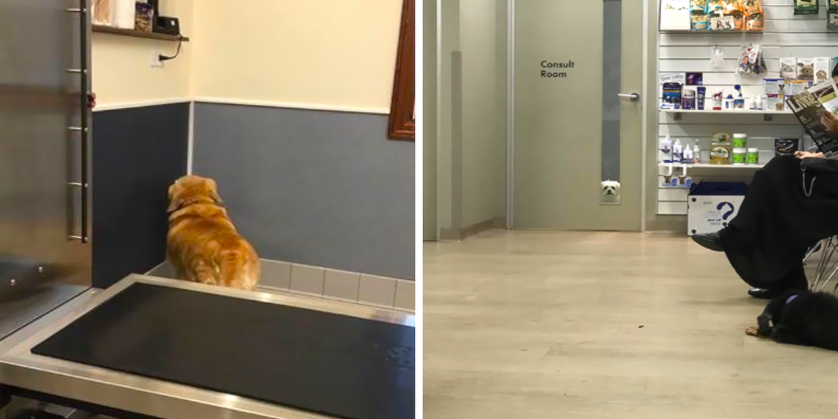 10+ šokujících momentů, kdy si psi uvědomili, že nejedou na výlet, ale k veterináři