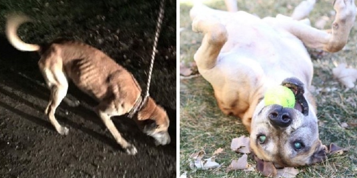 Slepý pes strávil 14 let přivázaný na řetězu, nyní je konečně milován