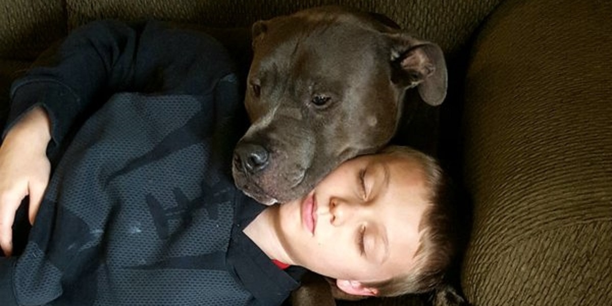 Statečná pitbulka si všimla požáru, zachránila tak svoji rodinu