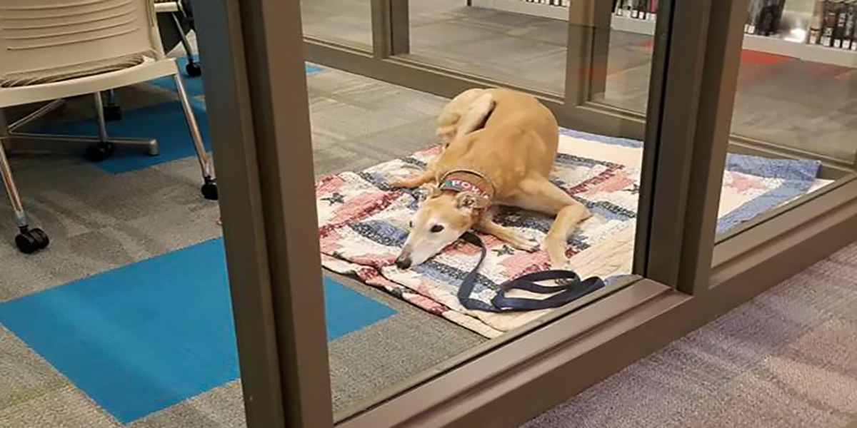 Nikdo si vysloužilého dostihového chrta nevšímal, ale Facebook to zachránil. Aneb jak se odvděčit nejlepšímu příteli?