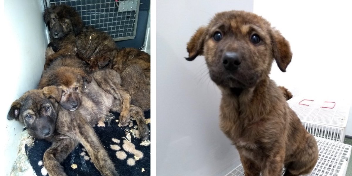 Nemocná štěňata nechali opuštěné v garáži, jen díky náhodě putují do nových rodin